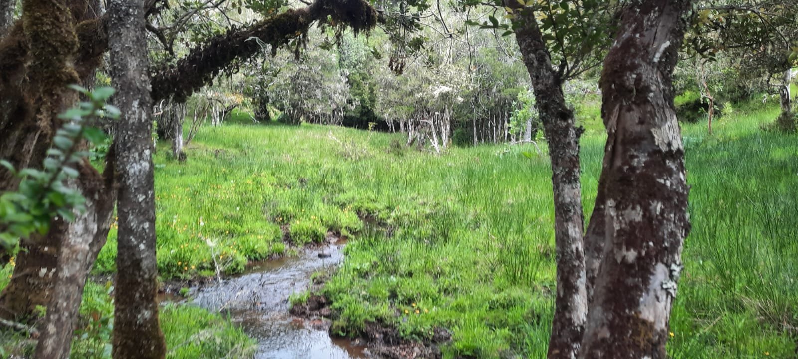Tegualda Natural